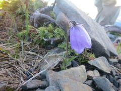 Adenophora morrisonensis