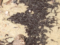 Rhinella atacamensis