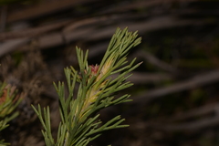 Isopogon asper