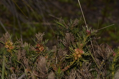 Isopogon asper