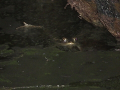 Rhinella atacamensis