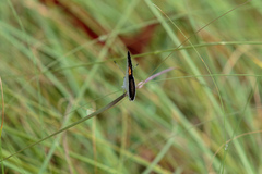 Candalides xanthospilos