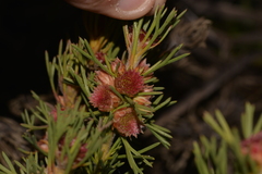 Isopogon asper