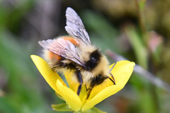 Bombus lapponicus