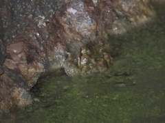 Rhinella atacamensis