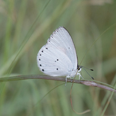 Candalides xanthospilos