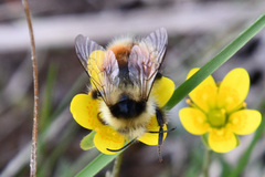 Bombus lapponicus