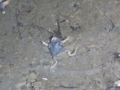 Rhinella atacamensis