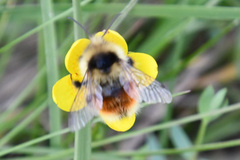 Bombus lapponicus