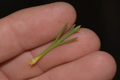 Isopogon asper