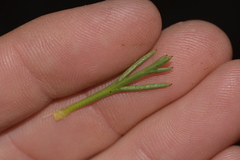 Isopogon asper