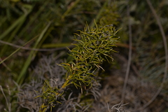 Caustis dioica