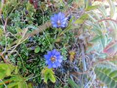 Gentiana arisanensis