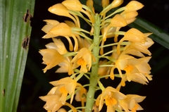 Calanthe