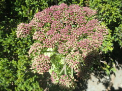 Angelica morrisonicola