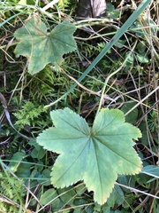 Alchemilla vulgaris