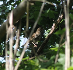 Turdus philomelos philomelos