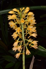 Calanthe