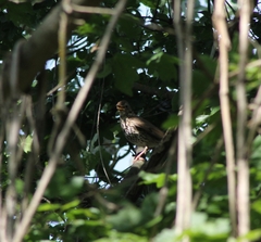 Turdus philomelos philomelos