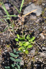 Draba oblongata