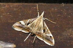 Agrioglypta itysalis