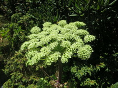 Angelica morrisonicola