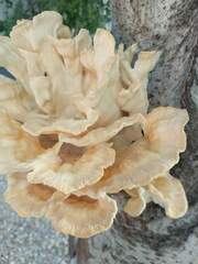 Laetiporus