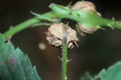 Lasioptera rubi