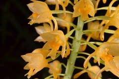 Calanthe