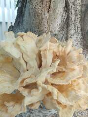 Laetiporus