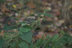 Lasioptera rubi