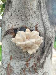 Laetiporus
