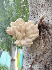 Laetiporus