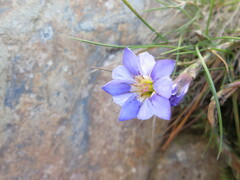 Gentiana arisanensis