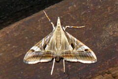 Agrioglypta itysalis