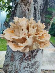 Laetiporus