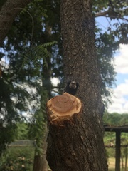 Callithrix penicillata