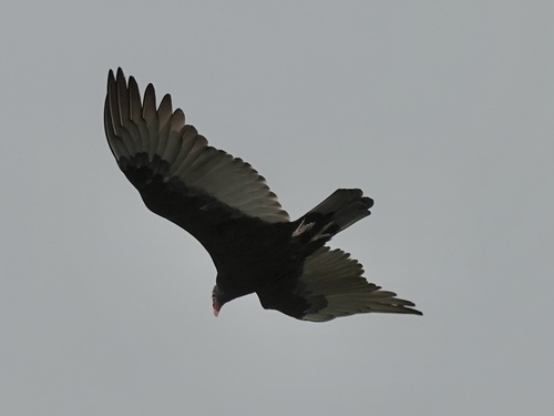 Turkey Vulture photographed in Texas
