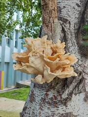 Laetiporus