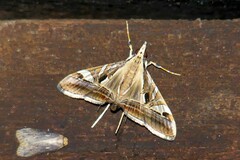 Agrioglypta itysalis