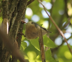 Sitta europaea caesia