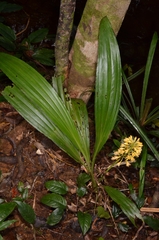 Calanthe