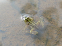 Occidozyga lima