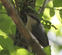 Sitta europaea caesia
