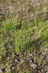 Juncus castaneus
