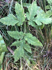 Chaerophyllum hirsutum