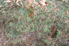 Genista falcata