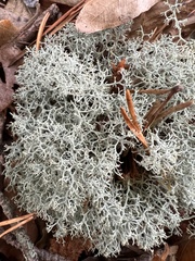 Cladonia subtenuis