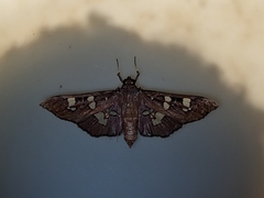 Phostria