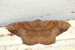 Chorodna ochreimacula